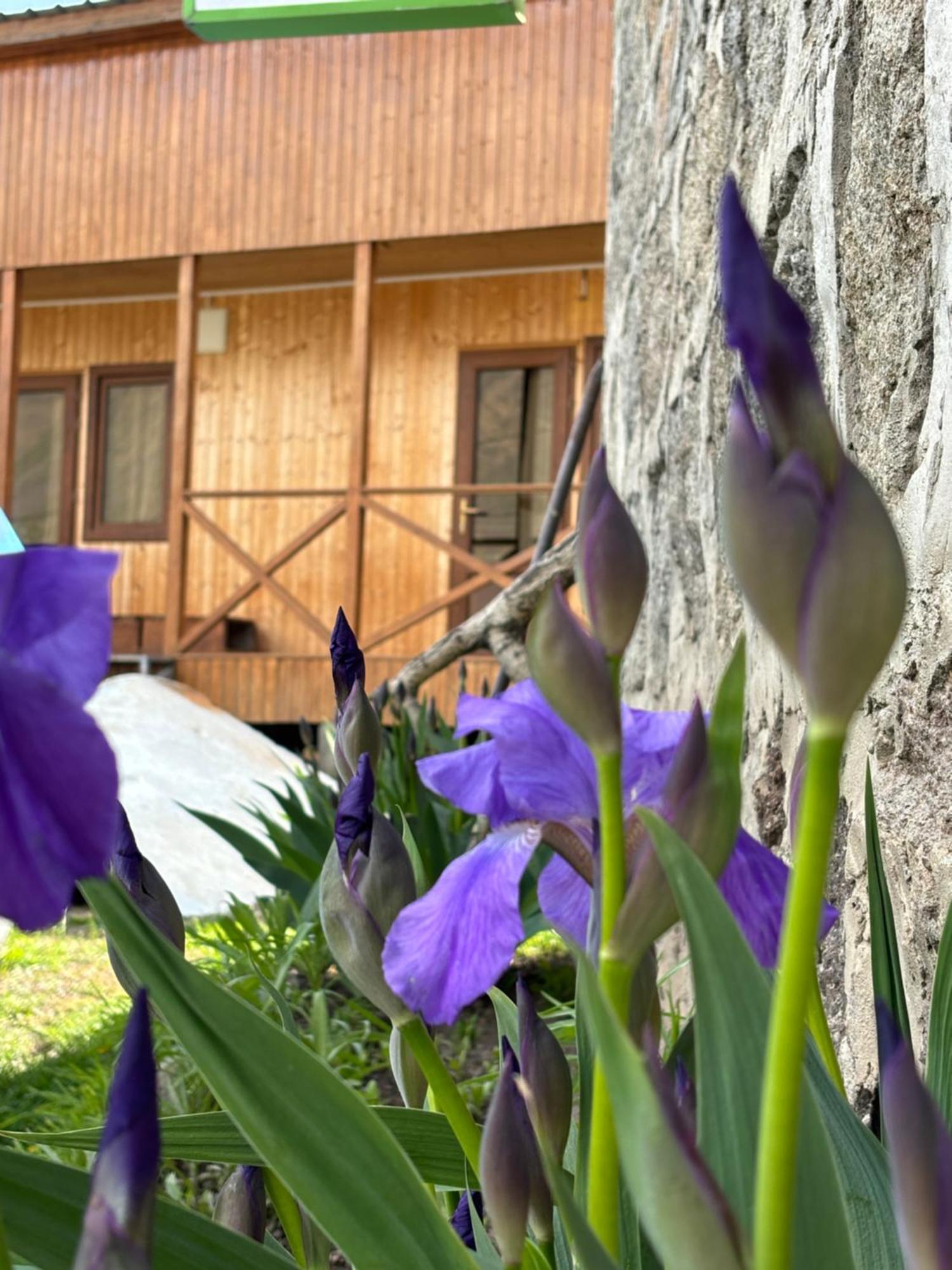 Family Hostel Nika Kazbegi Exterior foto